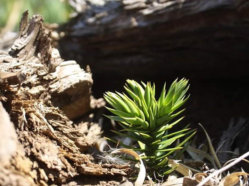 Pilot experiences from the UN-REDD National Programme in forests of southern Chile