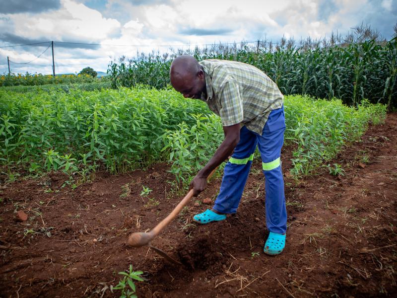 Getting the incentives right on forest protection - guest blog