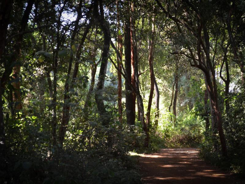 Despite Covid-19, climate change continues to be a priority