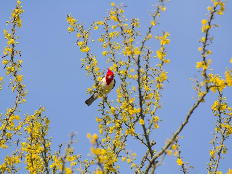 Red-Crested Cardinal (Paroaira coronata) is a characteristic bird of the Gran Chaco region. (Source: Andrea Ferreira)