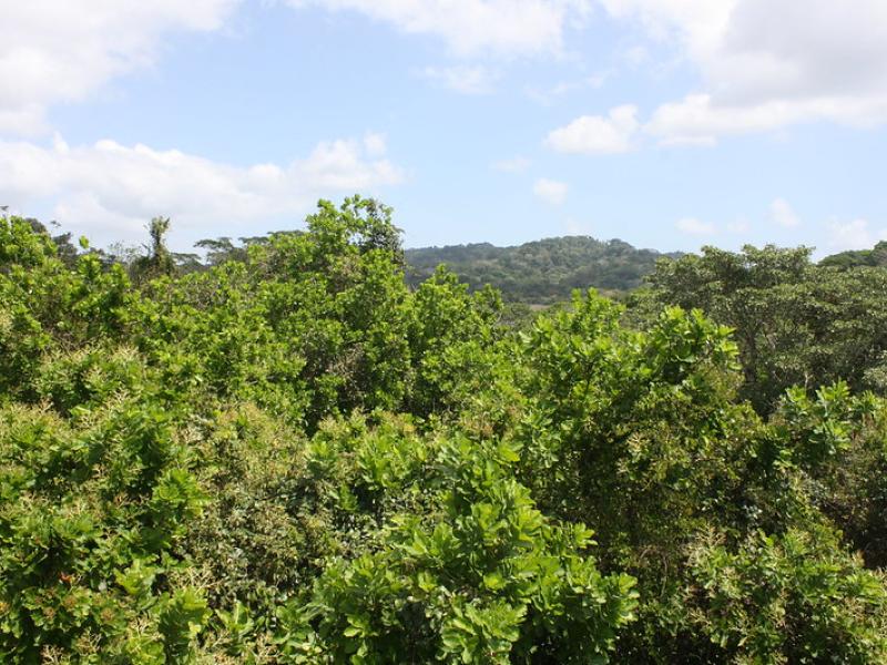 Building Consensus on Forest-Based Solutions