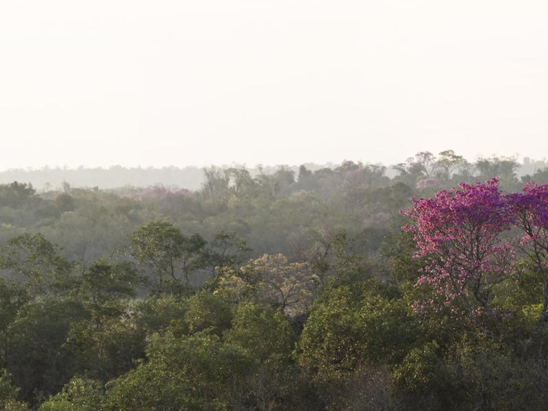  Why Paraguay can be “beacon state” for forest management 