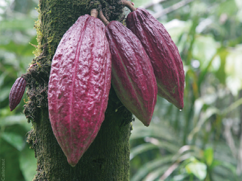 Integrating REDD+ and private sector cocoa initiatives in Côte d'Ivoire: creating incentives for