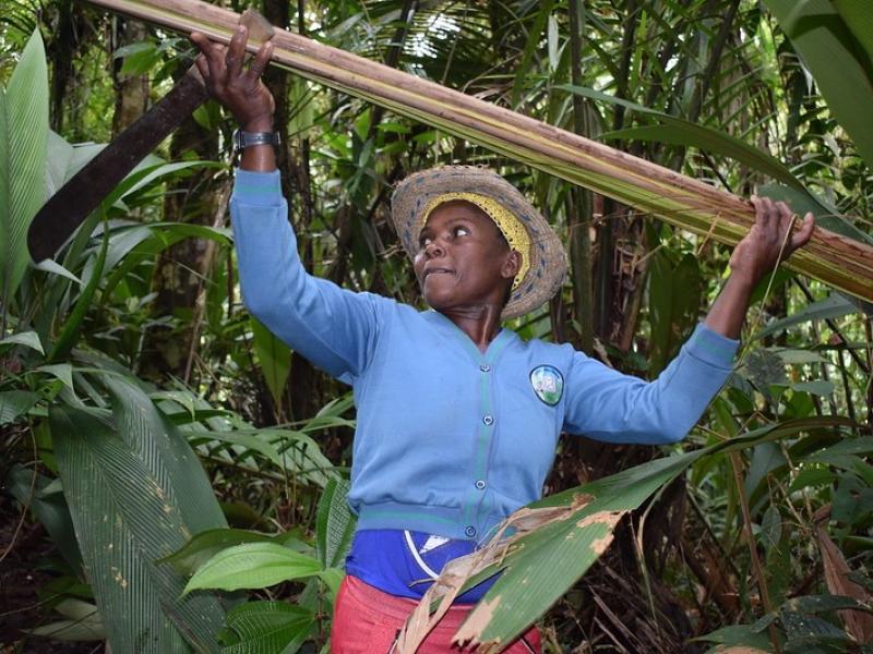 Participatory Forest Monitoring in Colombia: Empowering Local Communities