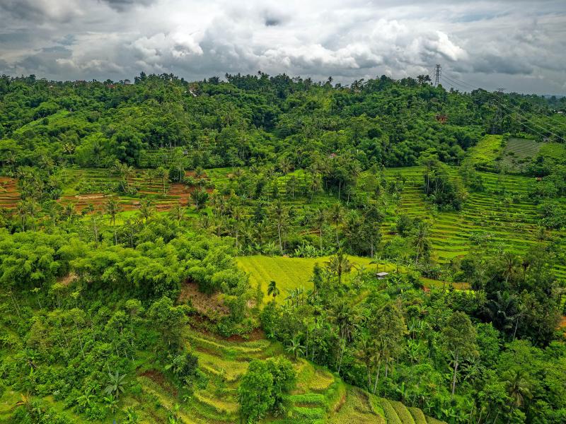 Deforestation continues globally, if at a slower pace 