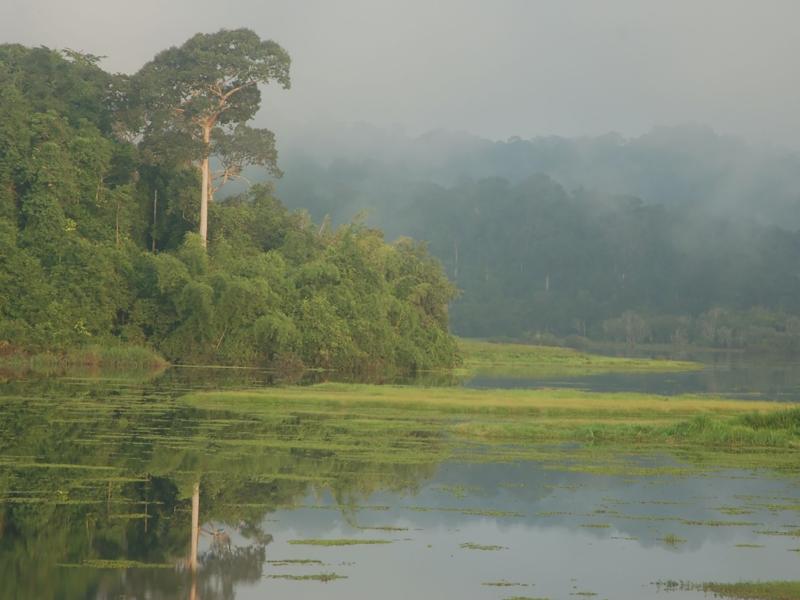 The UN-REDD Programme initiates efforts to combat illegal logging and trade and reduce the pressure on the forests of the Lower Mekong region