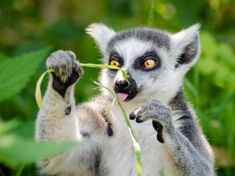 Where to go when the forests you live in are disappearing?