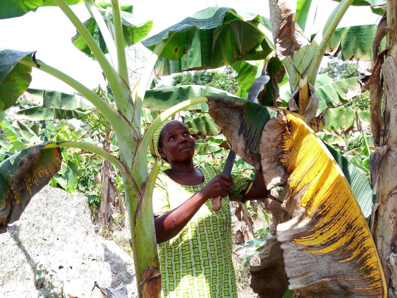 Forest-Friendly Chocolate