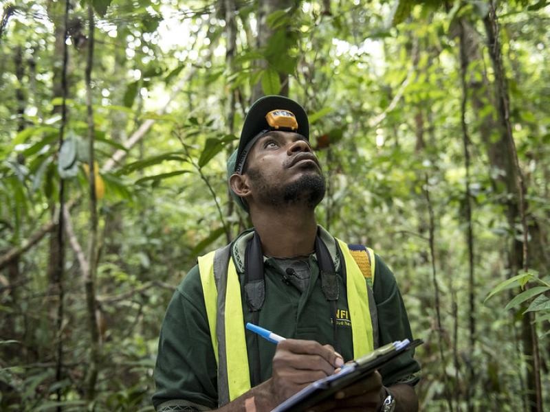 An ornithologist working on Papua New Guinea's National Forestry Inventory