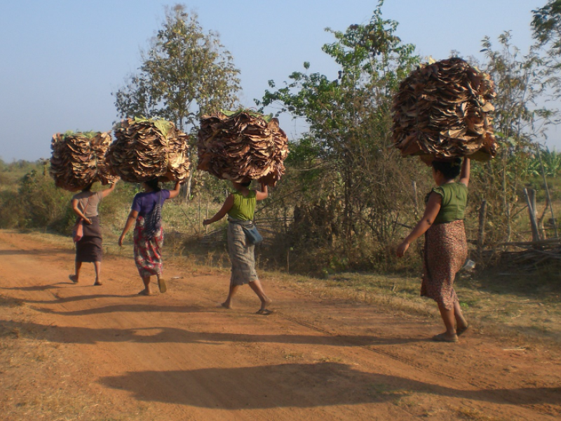 Forests for People: Myanmar Puts its REDD+ Safeguard Information System into Practice