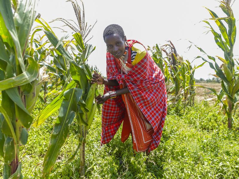 Kibarisho Leintoi working on her field in Kenya