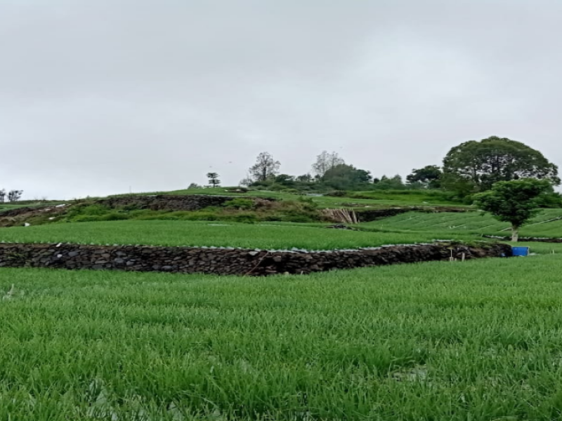 A classical Balinese Subak landscape, showing the vegetation removed from the upland.