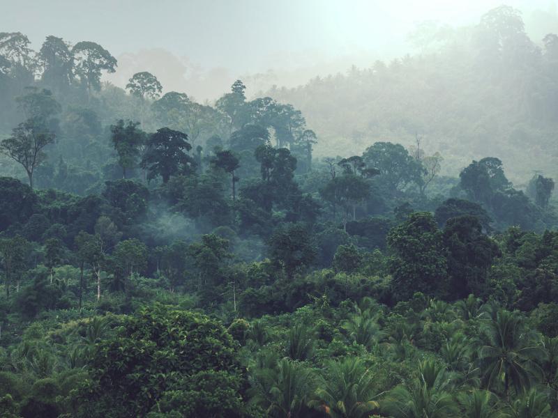 Towards accurate, open and transparent forest data