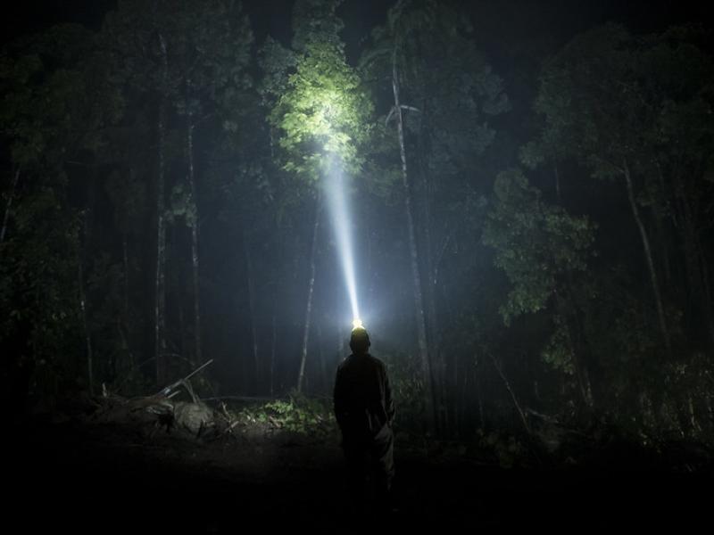 An NFI staff member uses a headlamp to gaze into the dense forest canopy in the late evening outside the NFI camp near Kupiano, Papua New Guinea.