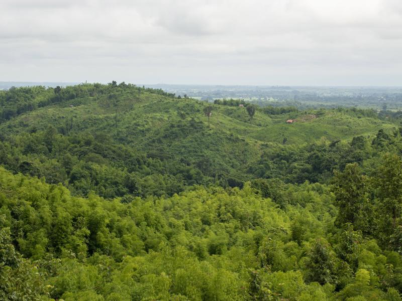 Why quality forest data is vital for reliable REDD+ reporting