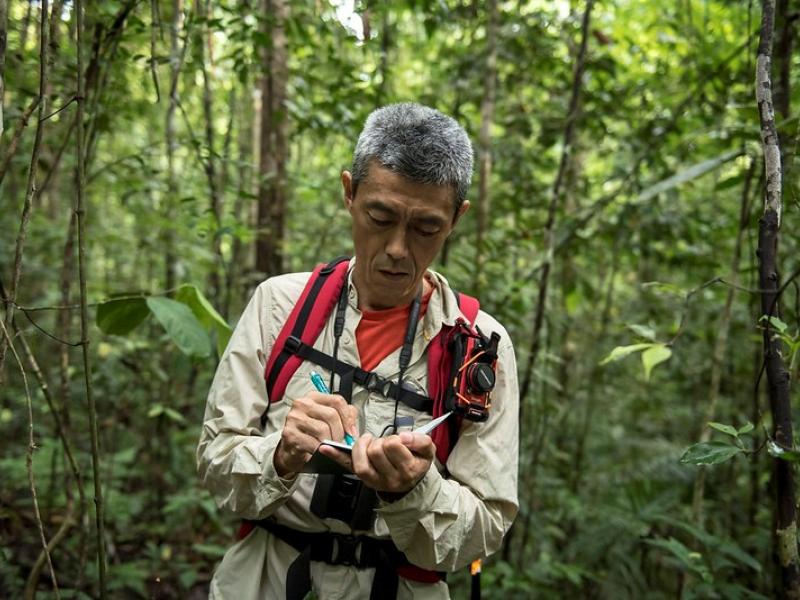 Strengthening the legal basis for sustainable national forest monitoring systems