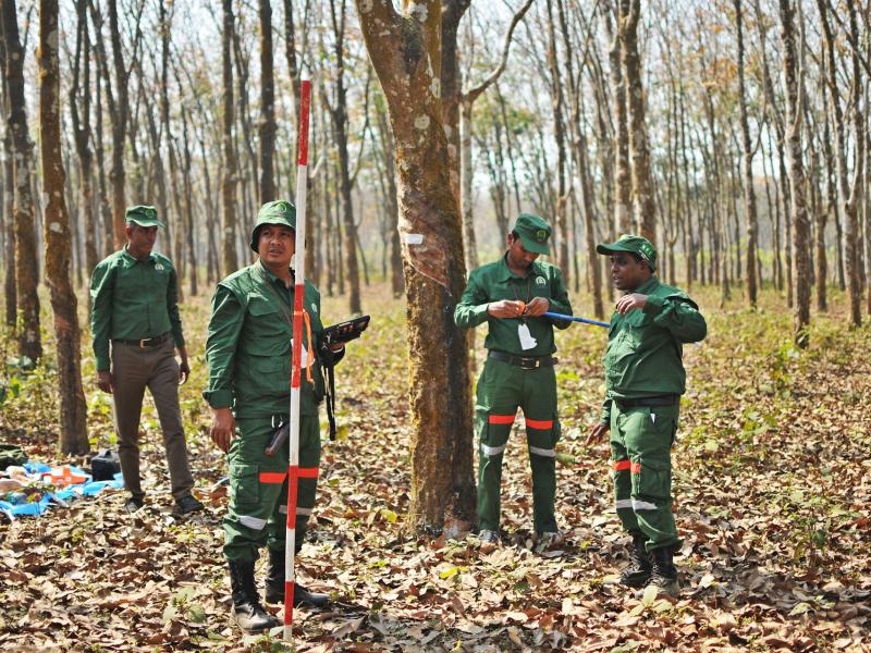 From data to decisions: How countries link forest monitoring into policy-making