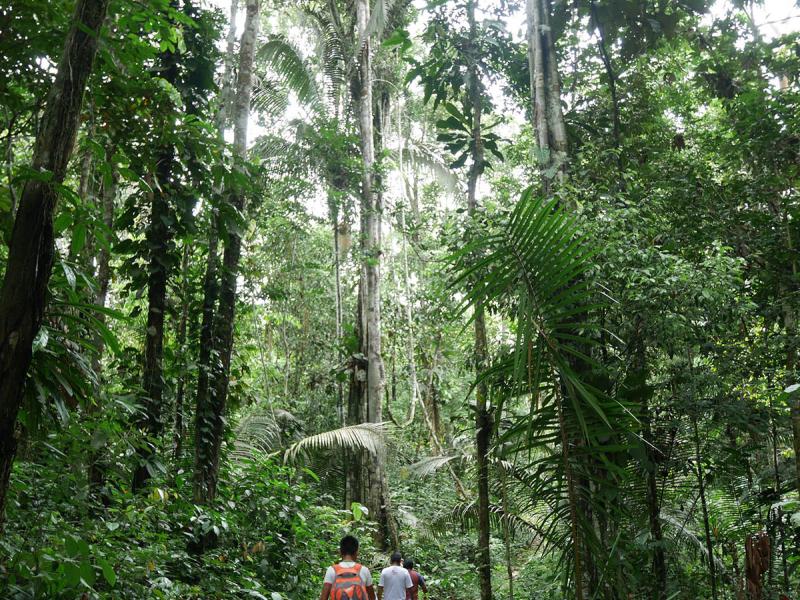 Forest path in the Community of Shawi San Jose, Peru, where indigenous peoples are leading efforts to define their land rights to better protect their forests and their way of life.