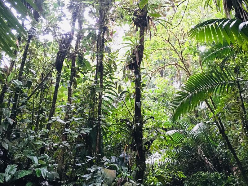 Restoration and Payment for Environmental Services in Ethnic Group Territories in Colombia