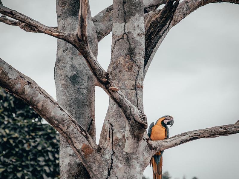 Planning for REDD+ benefits beyond carbon