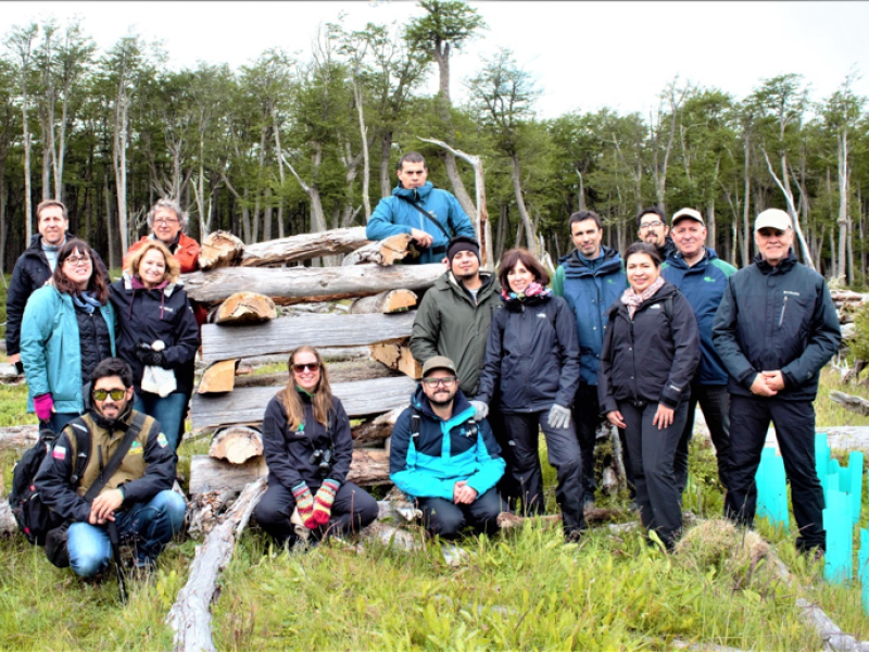 Chile restores its native forests affected by the Canadian beaver