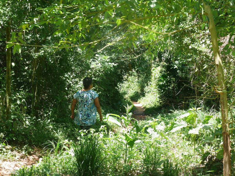 State of the Forests in Paraguay