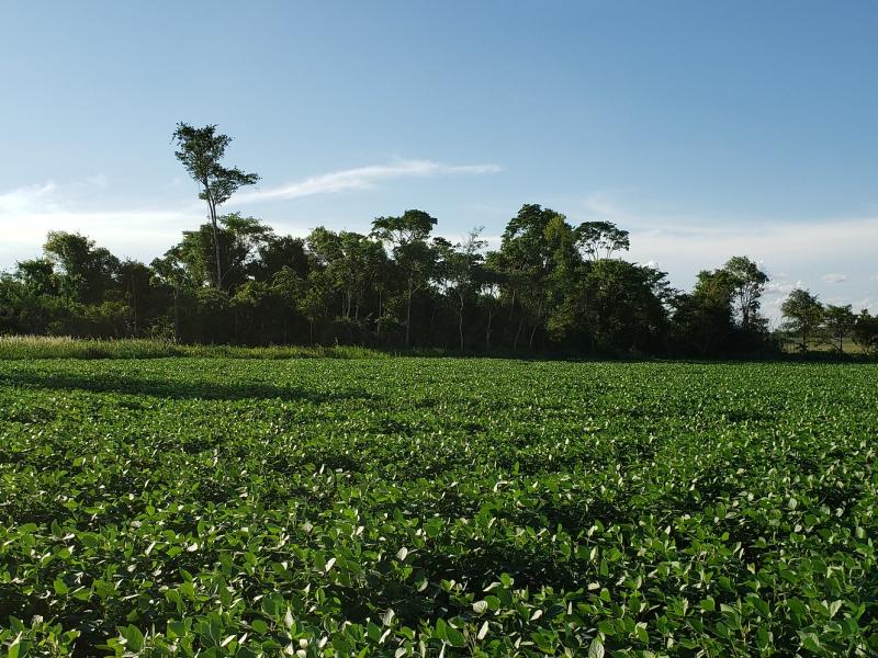 Among soya fields, small islands of forest remain (@Nelson Roman)