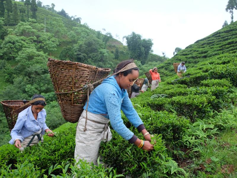 Building back resilient societies by investing in forests 