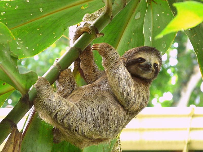 (Sloth in Costa Rica @Unsplash)