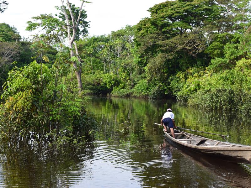 Exploring the role of forest foods in Colombia
