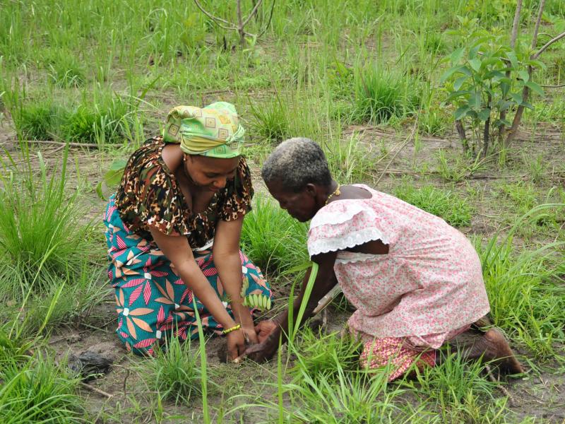 Women planting seedlings in Cote d'Ivoire (@Brice Delagneau)