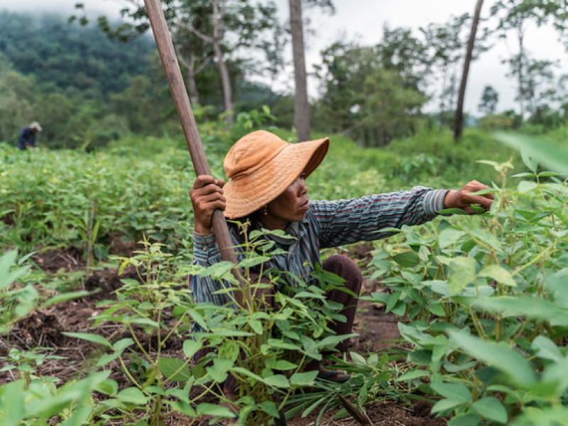 Phnom Dek, Preah Vihear, Cambodia - Mrs. Tun Kiem works at her 1,5 Ha. intercropping plot which has been assigned to her by the forest community. Mrs. Tun Kien can grow soybeans to sustain her family livelihood either by own consumption or selling the excess crop she harvests.( @ Mr. Enric Català Conteras)