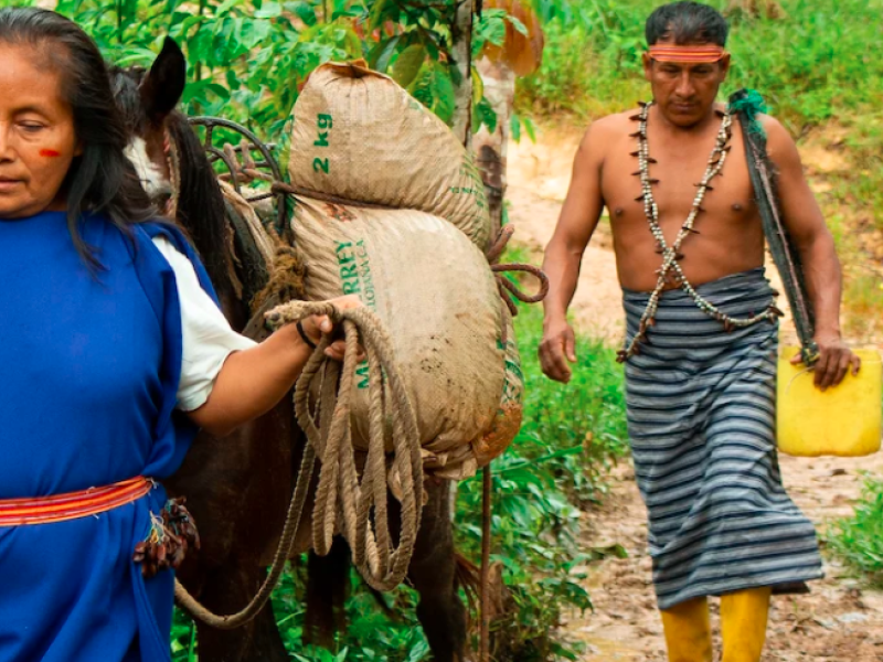 Harvesting hope in Ecuador: Pioneering deforestation-free production chains to conserve the Amazon
