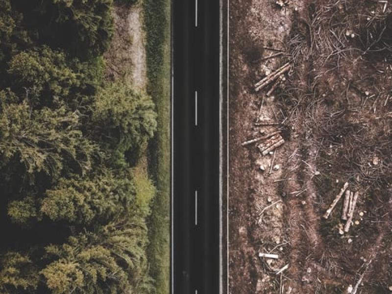 Deforestation (@Unsplash, Justin Menke)