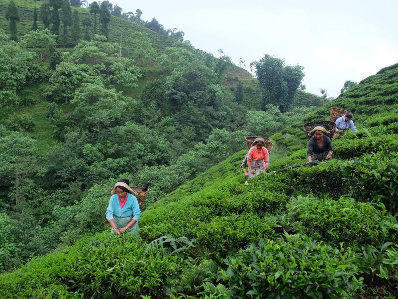 Innovations in Equity: How Countries Are Approaching REDD+ Benefit Sharing Plans 