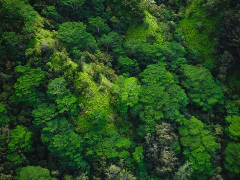 Launching the Safeguards+ Honduras Platform