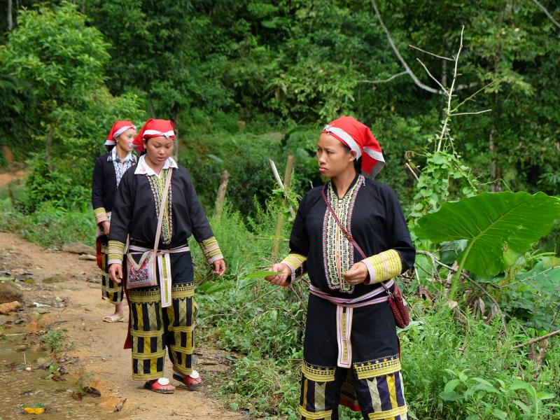 Open Tenure: newly updated tool enhances recognition of forest tenure rights 