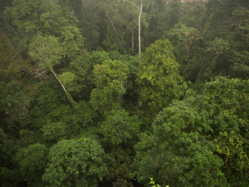 Reconciling forestry and agriculture