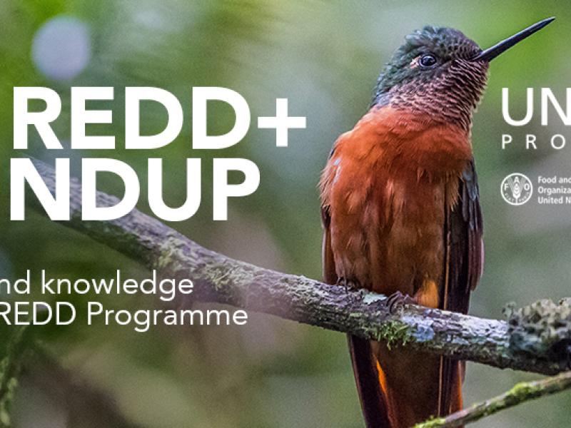 Roundup_header_LatinAmerica