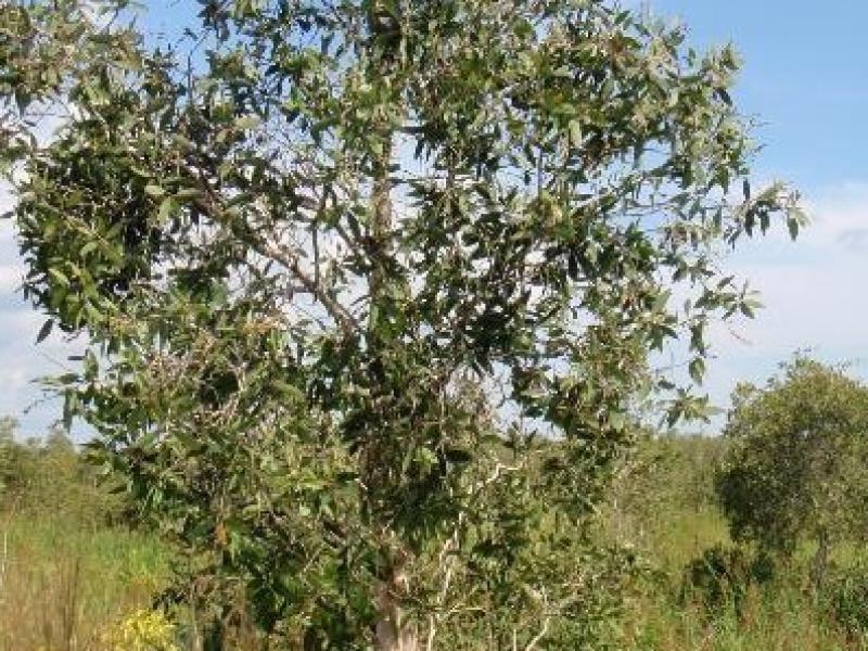 Gelam on peat in Kalimantan, Indonesia