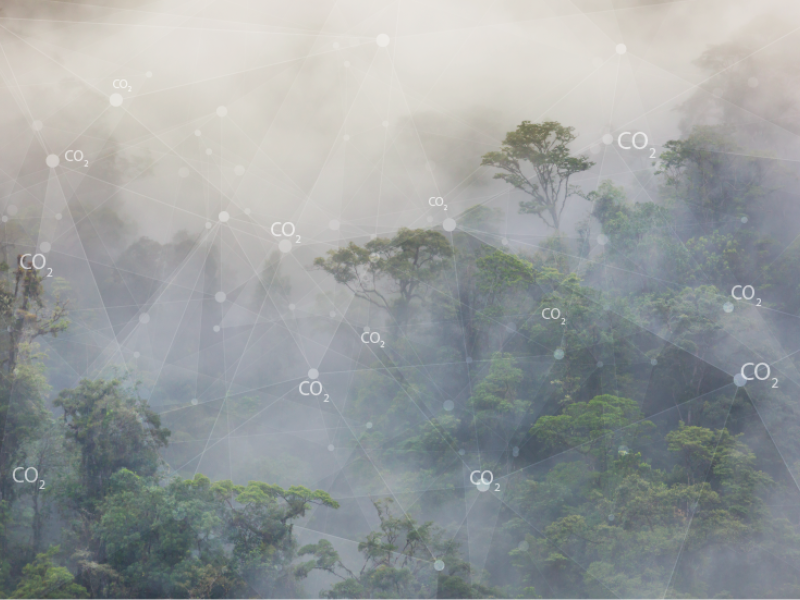 Who owns forest carbon?