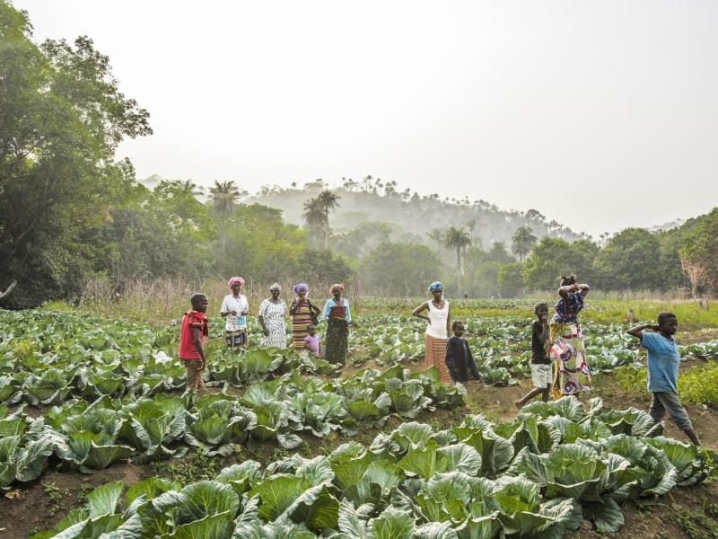Why we need to transform our food systems to halt deforestation 