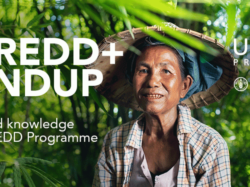 Forests: a nature-based solution for the climate crisis