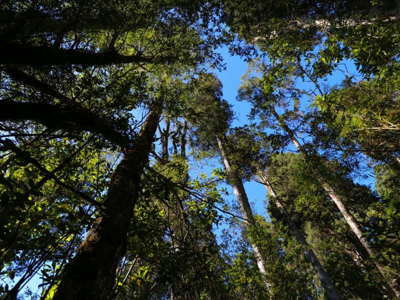 Climate Action + Forests = Sustainable Development