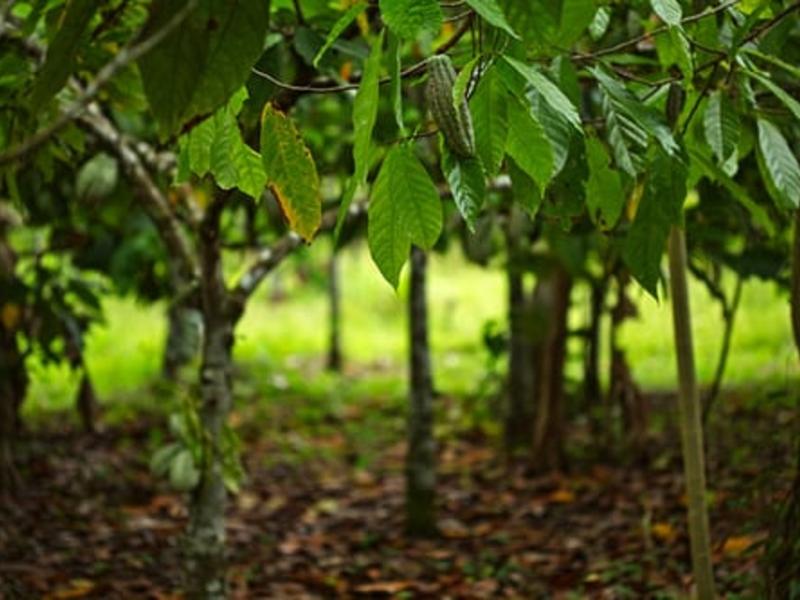 cocoa trees