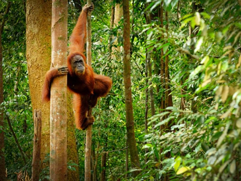 Orangutan in Indonesian forest (@Unsplash)