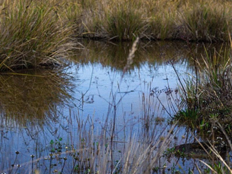 Peatlands in Indonesia (@EIA)