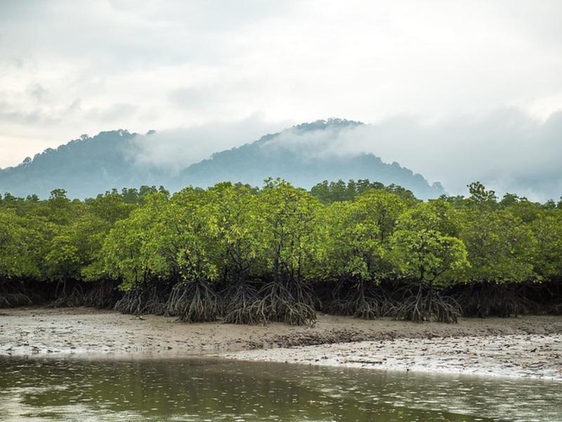 redd+ funding mechanism