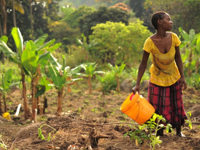 Carbon rights and the guardians of forests: A key axiom for REDD+ to succeed