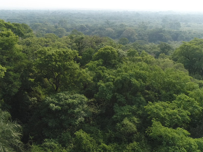 Paraguay VERDE REDD+